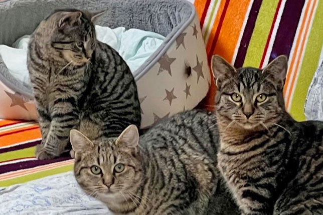 drei Katzenkinder auf der Couch