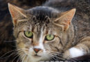 Kater Moritz im Portrait