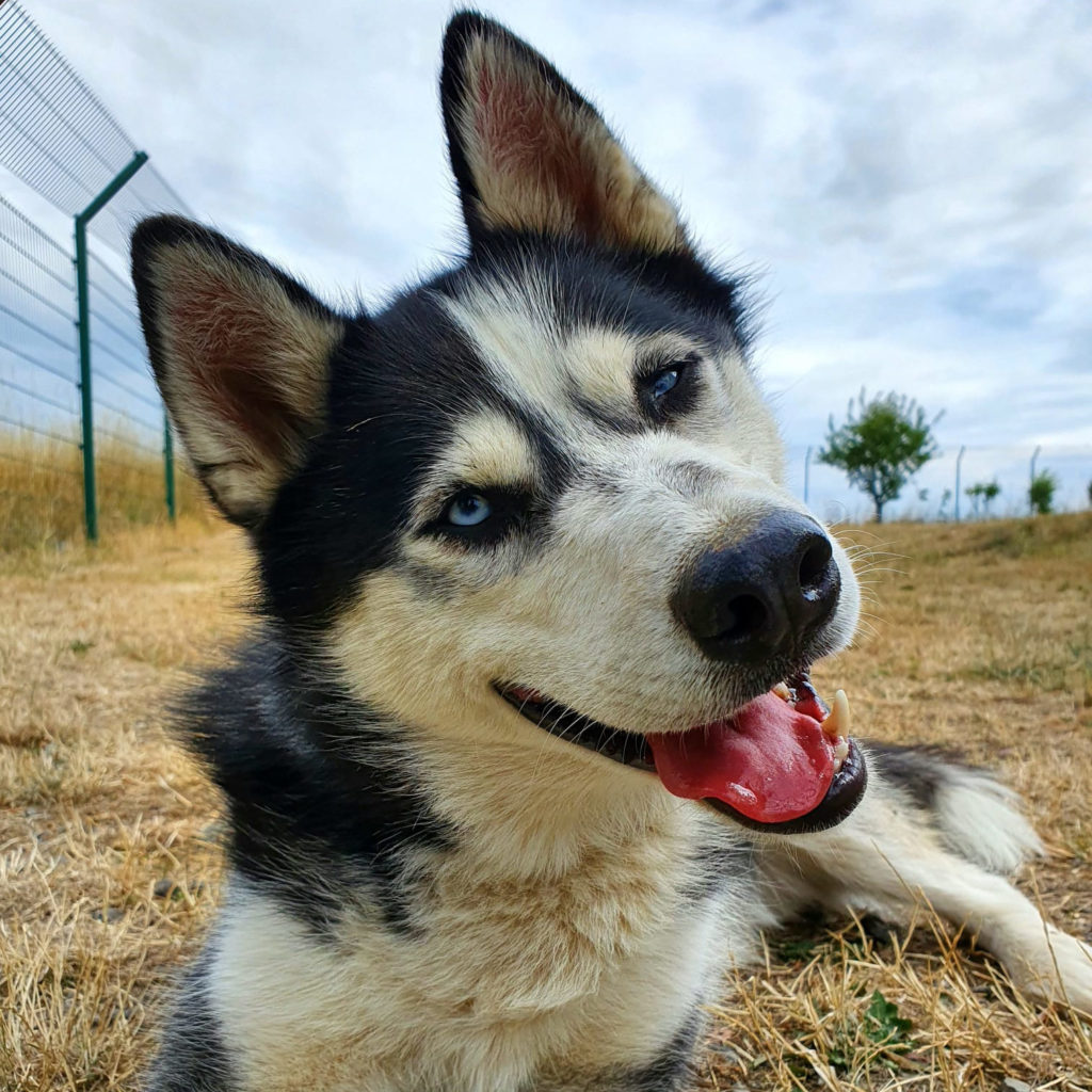 Rolf Husky - Vermittelt - Tierheim Kandelhof