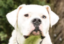 Toro Dogo-Argentino – Mix, geb. 2012, Schulterhöhe ca. 70cm