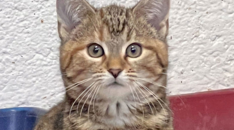 Katzenkind Uschi im Portrait