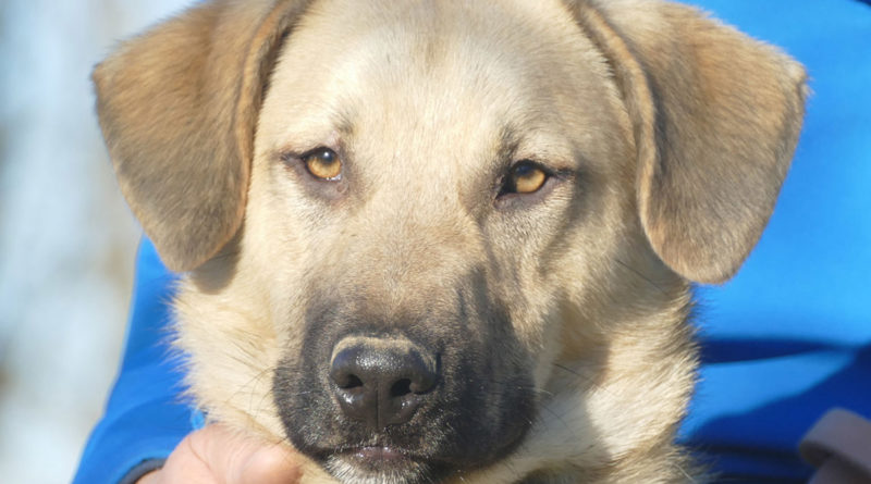 Mischlingshund Willi im Portrait