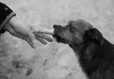 Beitragsbild Ehrenamt - Hund knabbert an Finger