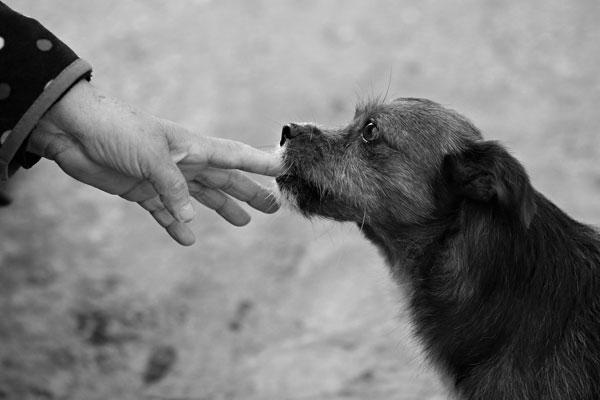 Beitragsbild Ehrenamt - Hund knabbert an Finger