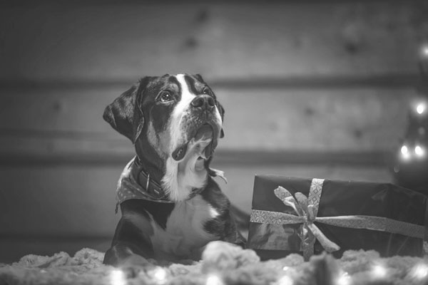 Beitragsbild Spenden - Hund liegt gemütlich auf der Decke, daneben ein Geschenk