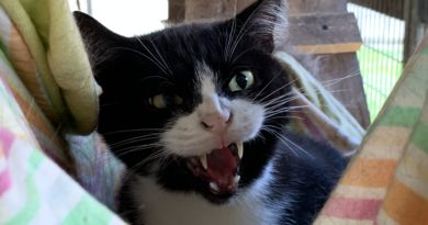 Katze zeigt Zähne - Beitragsbild zu wilden Katzen