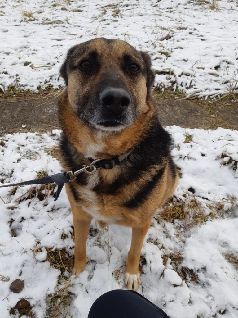 Rex, Mischling sitzt auf der Hundewiese im Schnee