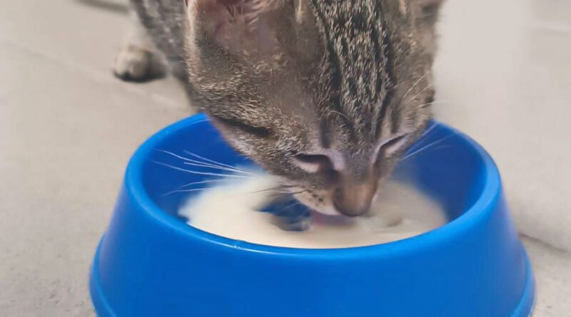 Unsere Katzen brauchen eure Unterstützung!!!
