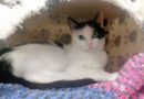 Lili, hübsches, ganz liebenswertes Katzenmädchen, geb. 2022