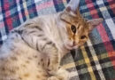Notfall – Vermittlungshilfe – Katze Mausi, Bengal-Mix, sucht ein neues Zuhause