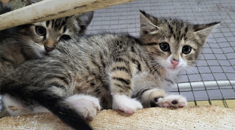 24 Katzenkinder, 2 Katzenmamas, 1 Kaninchen in nur wenigen Tagen – Und kein Ende abzusehen – Bitte unterstützt uns – Futter und Pflegestellen dringend benötigt!!!