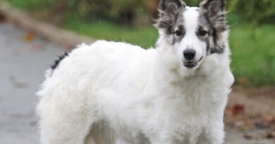 Maisy, freundliche, noch etwas zurückhaltende Hündin, geb. 2023, Schulterhöhe ca. 45cm