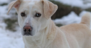 Lucky Luke hat sein Zuhause verloren und sucht nun dringend liebevolle Menschen, die ihm wieder Halt geben!!!