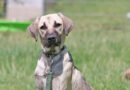 Henry, aufgeweckter, fröhlicher junger Hund, geb. Januar 2025, Schulterhöhe derzeit ca. 45cm