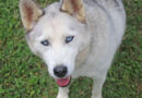 Jane, Flitzemaus, Husky-Mix, geb. 2020, Schulterhöhe ca. 45cm