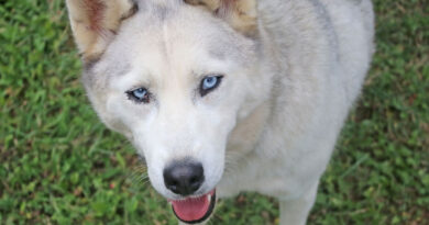 Jane, Flitzemaus, Husky-Mix, geb. 2020, Schulterhöhe ca. 45cm