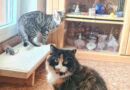 VERMITTLUNGSHILFE – Petra & Susi, zwei zauberhafte Fellnasen suchen ein neues Zuhause