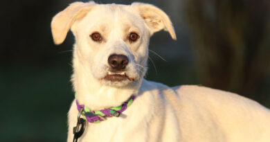 Joys, zauberhafter Hundebub, geb. Frühjahr 2025, Schulterhöhe ca. 40cm