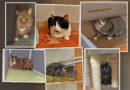 Katze oder Kater gesucht?? – Hier finden Sie Bella, Charly, Coffee, Chili, Merlin, Minerva  & Sylvester