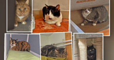 Katze oder Kater gesucht?? – Hier finden Sie Bella, Charly, Chili, Coffee, Merlin & Sylvester