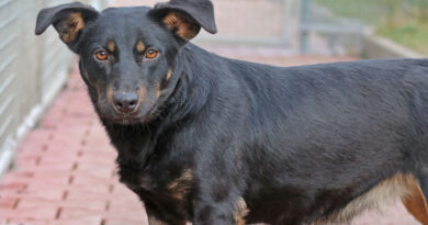 Ulla, liebreizende, kleine Hündin, geb. 2024, Schulterhöhe ca. 35 cm