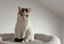 VERMITTLUNGSHILFE – süße Hauskatze Leonie, geb. 12.05.2018, sucht  dringend ein neues Zuhause