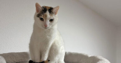 VERMITTLUNGSHILFE – süße Hauskatze Leonie, geb. 12.05.2018, sucht  dringend ein neues Zuhause