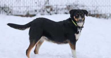 Cora, tolle Hündin, geb. 2023, Schulterhöhe 45cm