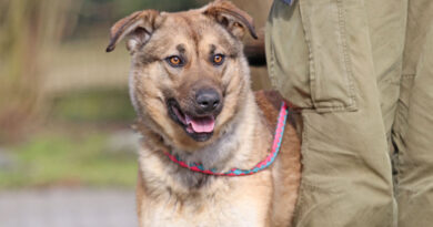 Mia, freundliche, fröhliche Hündin, geb. 2023, Schulterhöhe ca. 40 cm Mia, freundliche, fröhliche Hündin, geb. 2023, Schulterhöhe ca. 40 cm