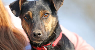 Bolka, fröhlicher, freundlicher, agiler Hundebub, geb. 2025, Schulterhöhe ca. 25cm