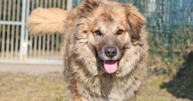 Luigi, Traumhund, Bärli, geb. 2019, Schulterhöhe ca. 70cm Luigi, Traumhund, Bärli, geb. 2019, Schulterhöhe ca. 70cm