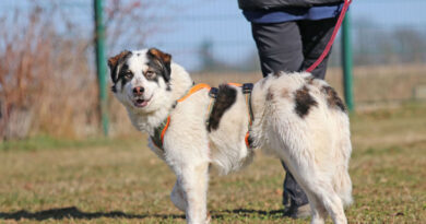Merlin, charmanter, noch etwas schüchterner Hundebub, geb. 2025, Schulterhöhe ca. 45cm Merlin, charmanter, noch etwas schüchterner Hundebub, geb. 2025, Schulterhöhe ca. 45cm