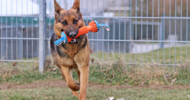 Smilla, aktive, arbeitswillige Schäferhündin, geb. 2021, Schulterhöhe ca. 50cm