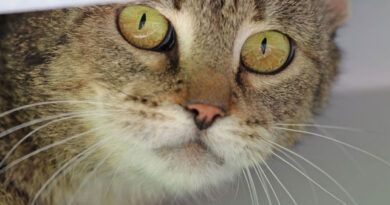 Schattenkatzen suchen ein Zuhause