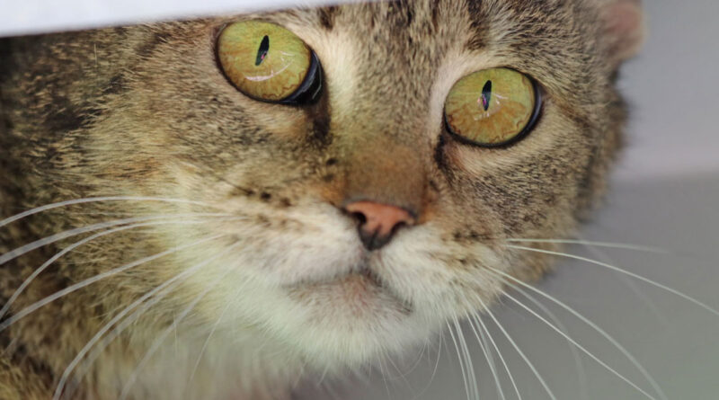 Schattenkatzen suchen ein Zuhause