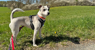 Paula, Terrier-Mix, neugierig & lieb, Schulterhöhe ca. 30cm, geb. 2023