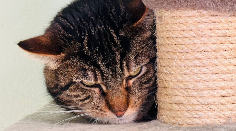 Schattenkatzen suchen ein Zuhause