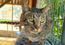 Carl Otto, wunderschöner Kater mit Charakter, sucht dringend ein Zuhause mit Freigang Carl Otto, wunderschöner Kater mit Charakter, sucht dringend ein Zuhause mit Freigang