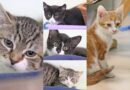Katzenkinder suchen ein Zuhause, geb. Mitte April 2026 Katzenkinder suchen ein Zuhause, geb. Mitte April 2026