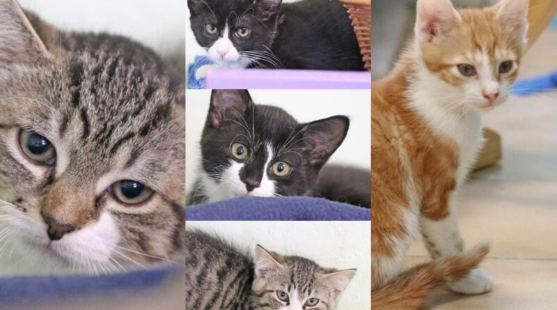 Katzenkinder suchen ein Zuhause, geb. Mitte April 2026 Katzenkinder suchen ein Zuhause, geb. Mitte April 2026