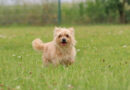 Eddy, zauberhafter, sehr kleiner Yorkshire Terrier, geb. 2019, Schulterhöhe ca. 18cm, Eddy, zauberhafter, sehr kleiner Yorkshire Terrier, geb. 2019, Schulterhöhe ca. 18cm,