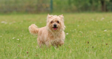 Eddy, zauberhafter, sehr kleiner Yorkshire Terrier, geb. 2019, Schulterhöhe ca. 18cm, Eddy, zauberhafter, sehr kleiner Yorkshire Terrier, geb. 2019, Schulterhöhe ca. 18cm,