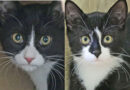 Luna & Linus, zwei zauberhafte Katzenkinder suchen liebevolle Streichelhände Luna & Linus, zwei zauberhafte Katzenkinder suchen liebevolle Streichelhände