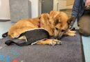 Theo ist unheilbar krank – dringend benötigt er eure Unterstützung!!! Theo ist unheilbar krank – dringend benötigt er eure Unterstützung!!!