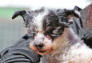 NOTFALL – kleiner Zwergpudel-Mischling, geb. 2015 – sucht dringend eine Pflege- oder Endstelle NOTFALL – kleiner Zwergpudel-Mischling, geb. 2015 – sucht dringend eine Pflege- oder Endstelle