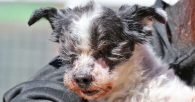 NOTFALL – liebeswerter kleiner Zwergpudel-Mischling, geb. 2015 – sucht dringend ein Zuhause NOTFALL – liebeswerter kleiner Zwergpudel-Mischling, geb. 2015 – sucht dringend ein Zuhause