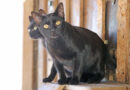 Cintia & Lina, zwei wunderschöne Lackfellchen, geb. 2025 Cintia & Lina, zwei wunderschöne Lackfellchen, geb. 2025