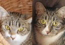 Emma & Elly, zwei anmutige, ganz zauberhafte Katzenmädchen, geb. 2025 Emma & Elly, zwei anmutige, ganz zauberhafte Katzenmädchen, geb. 2025