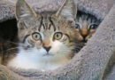 Helga & Franz, Katzenkinder, reizendes Geschwisterpärchen, geb. Ende Mai 2026 Helga & Franz, Katzenkinder, reizendes Geschwisterpärchen, geb. Ende Mai 2026