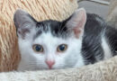 Hilde, reizendes Katzenkind, geb. Juni 2026 Hilde, reizendes Katzenkind, geb. Juni 2026